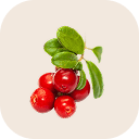 Lingonberry