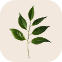 Bay leaf