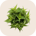 Nettle