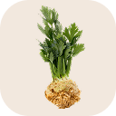 Celeriac (knob)