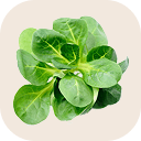 Lambs lettuce (corn salad)