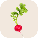 Radish (red and white)